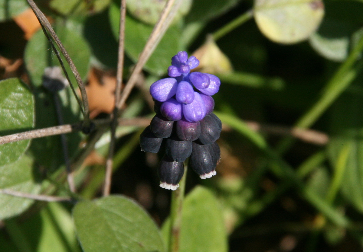 Muscari pulchellum 18.JPG