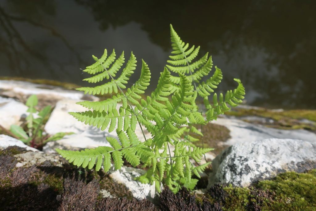 Gymnocarpium robertianum 2_2024-04-20_Schmiechen.jpg