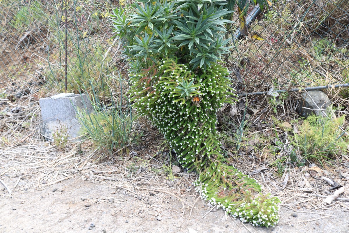 Echium Kleiner Monarch (1).JPG