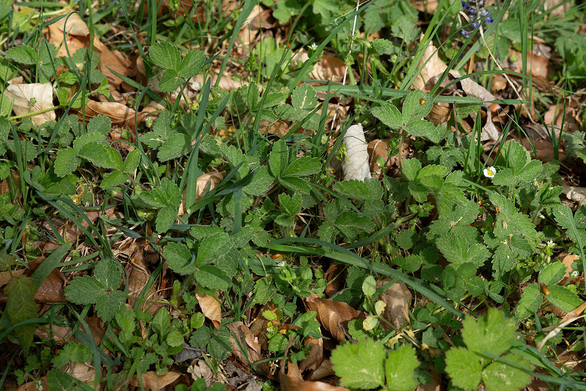 01_Potentilla sterilis_0184.jpg