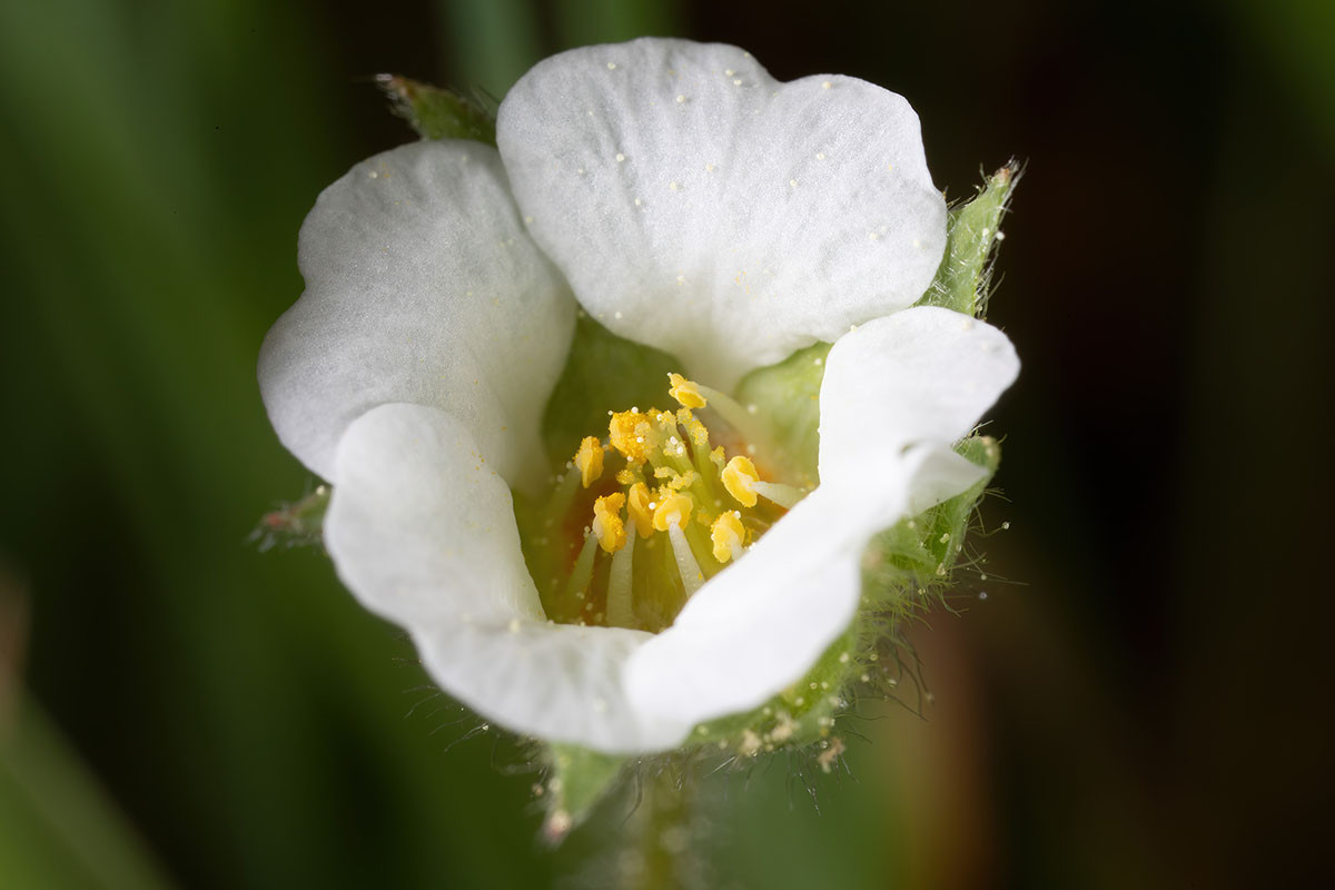 02_Potentilla sterilis_1373.jpg