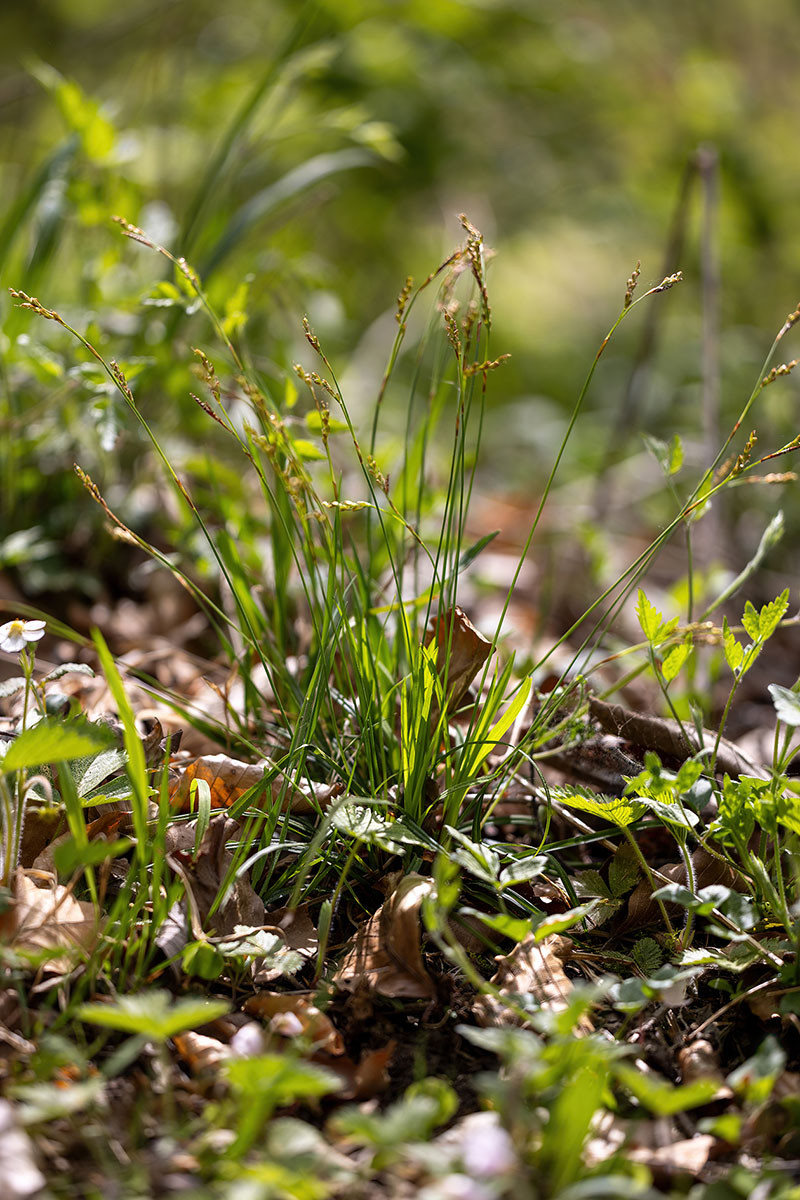 03_Carex digitata_5UG1764.jpg