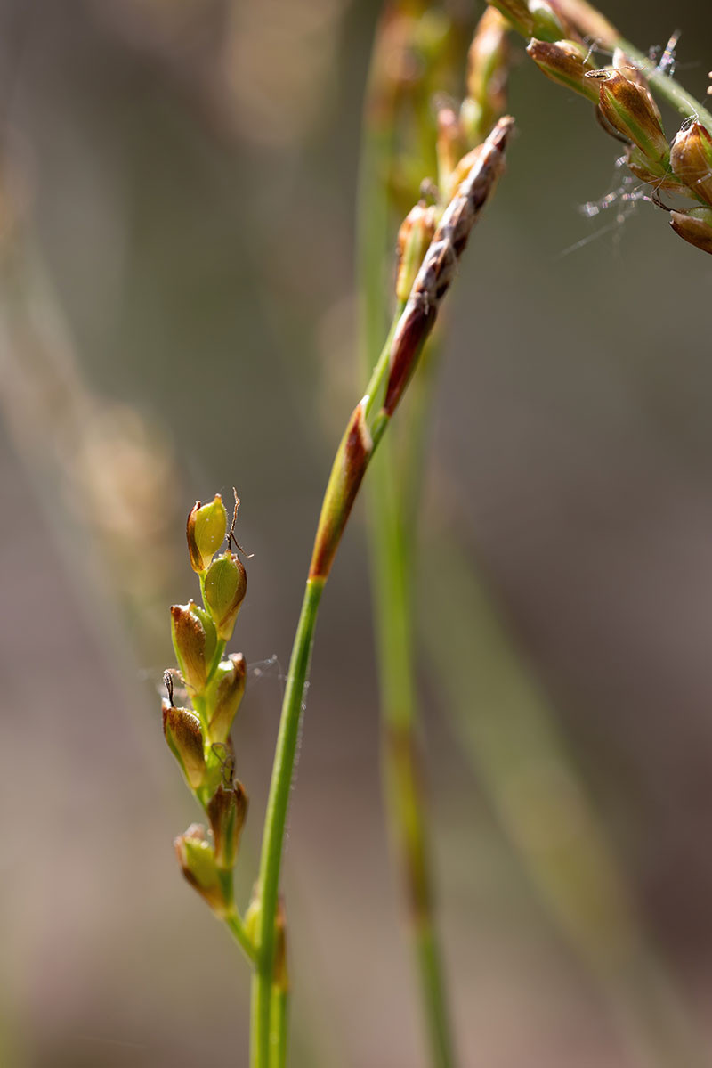 04_Carex digitata_5UG1771.jpg