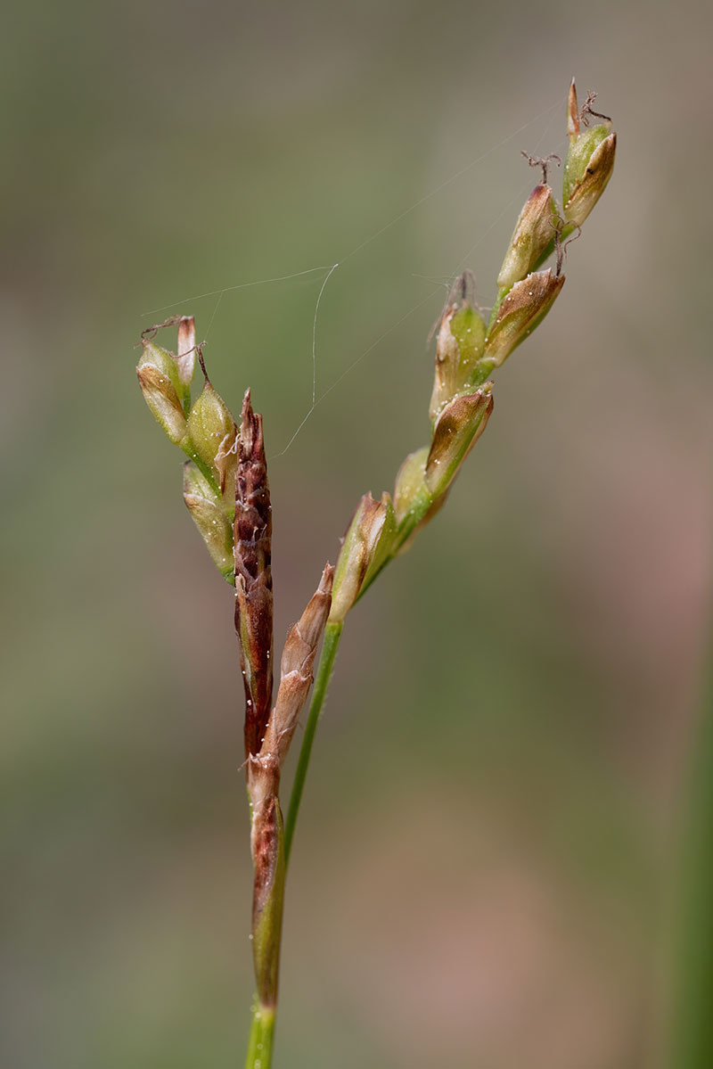 05_Carex digitata_5UG1776.jpg