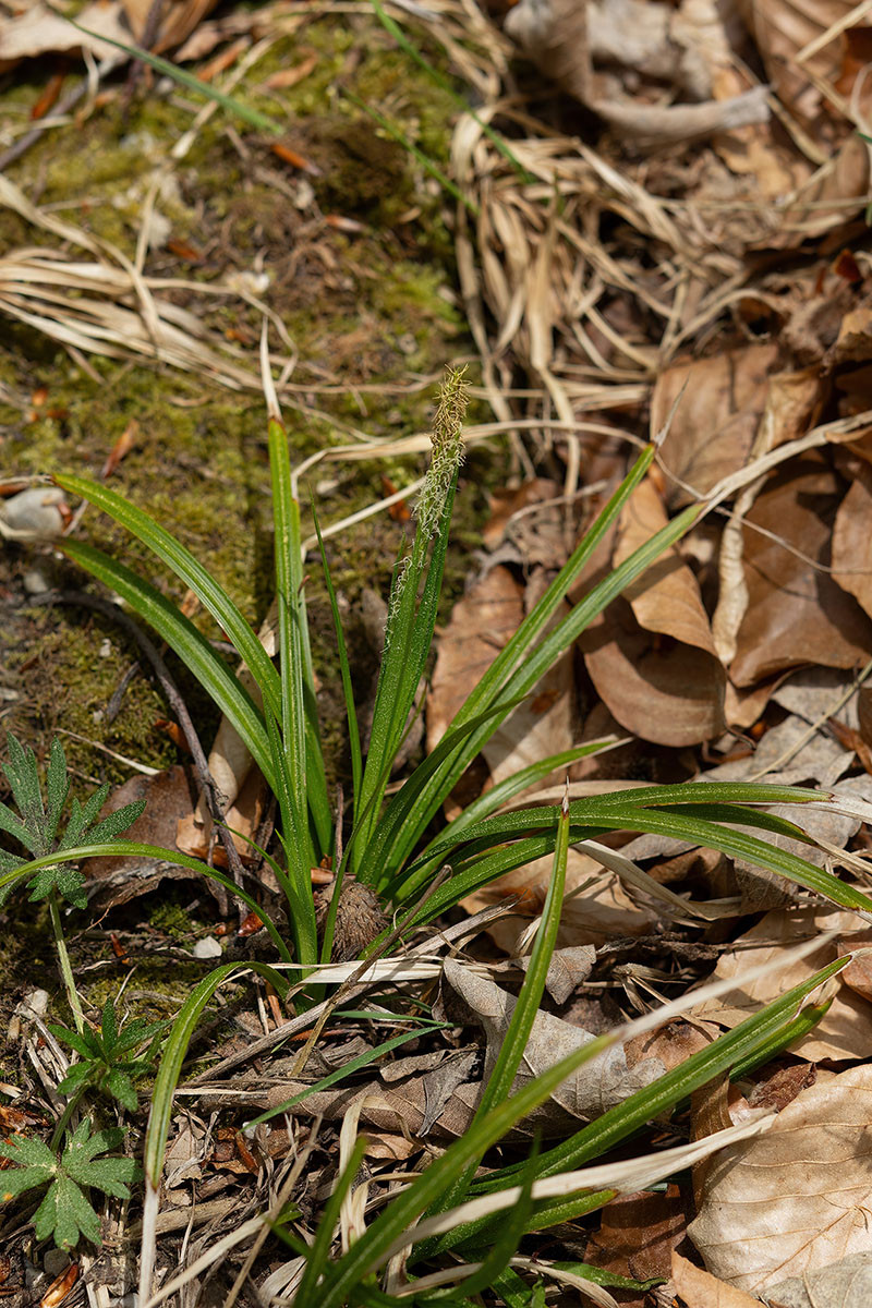 06_Carex sylvatica_0202.jpg