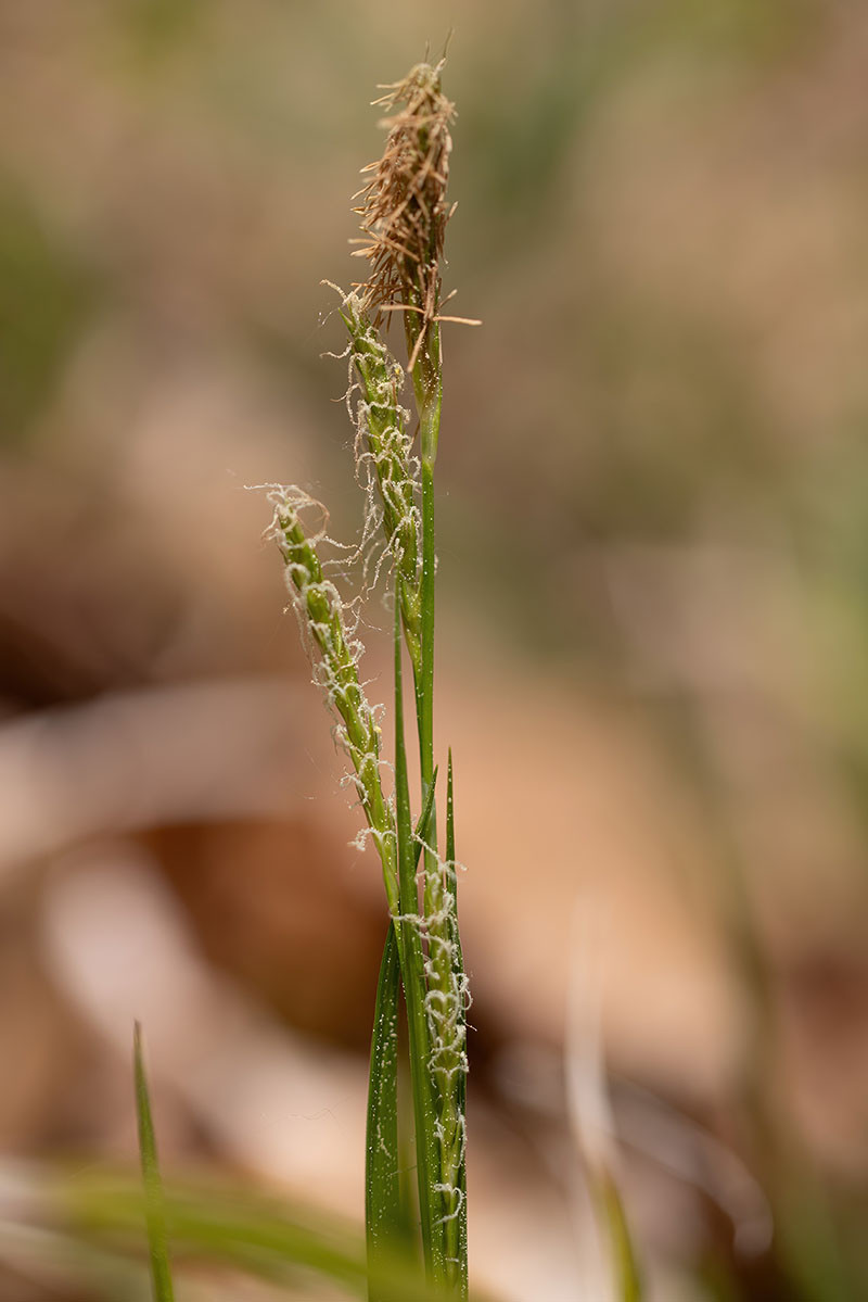 07_Carex sylavatica_5UG1796.jpg