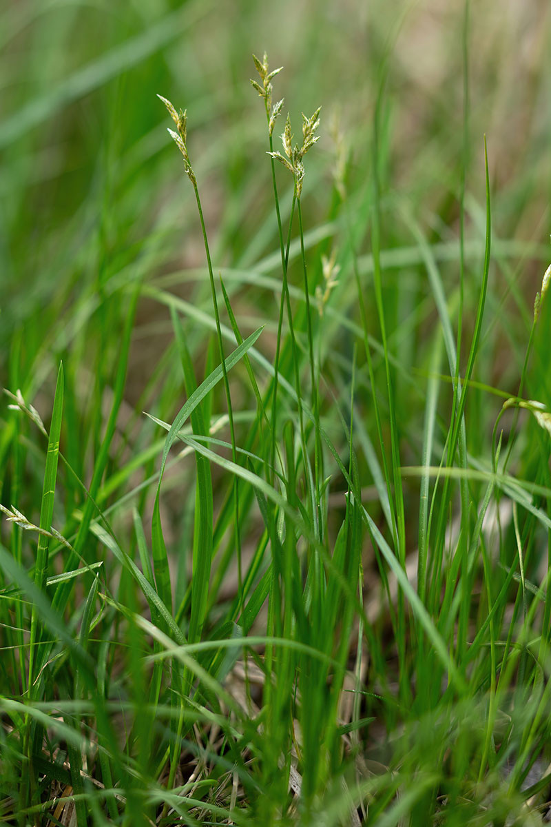 08_Carex brizoides_0264.jpg
