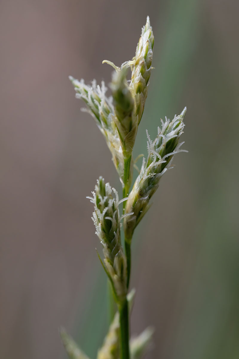 09_Carex brizoides_0012.jpg