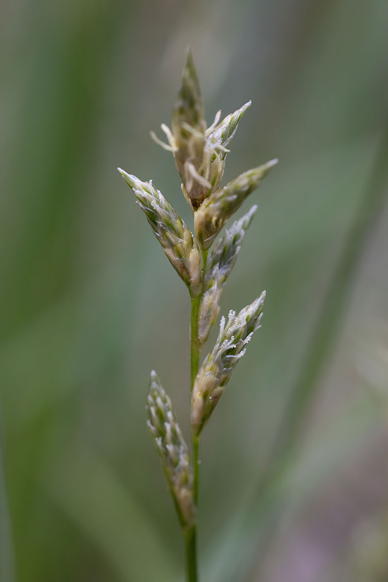 10_Carex brizoides_0015.jpg