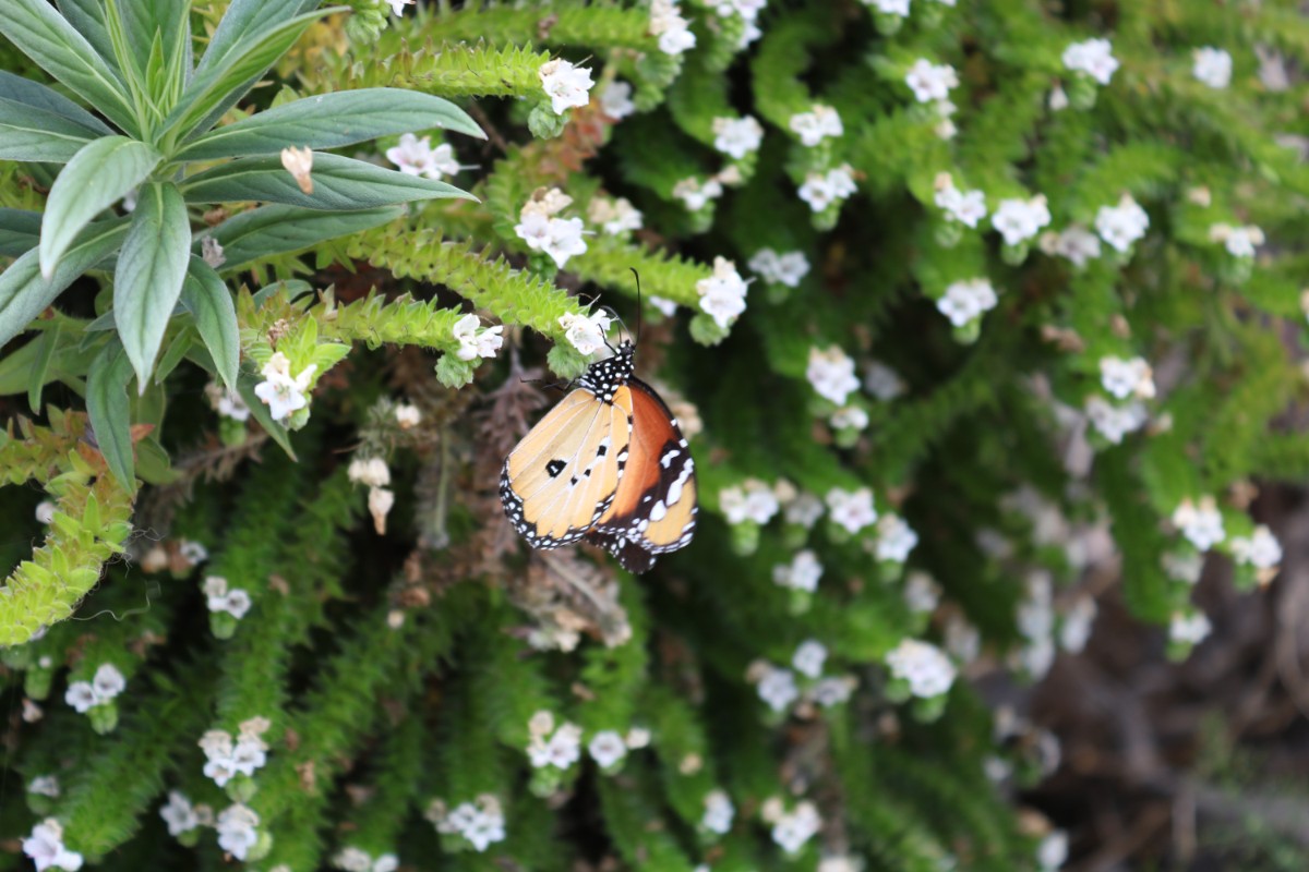 Echium Kleiner Monarch (2).JPG