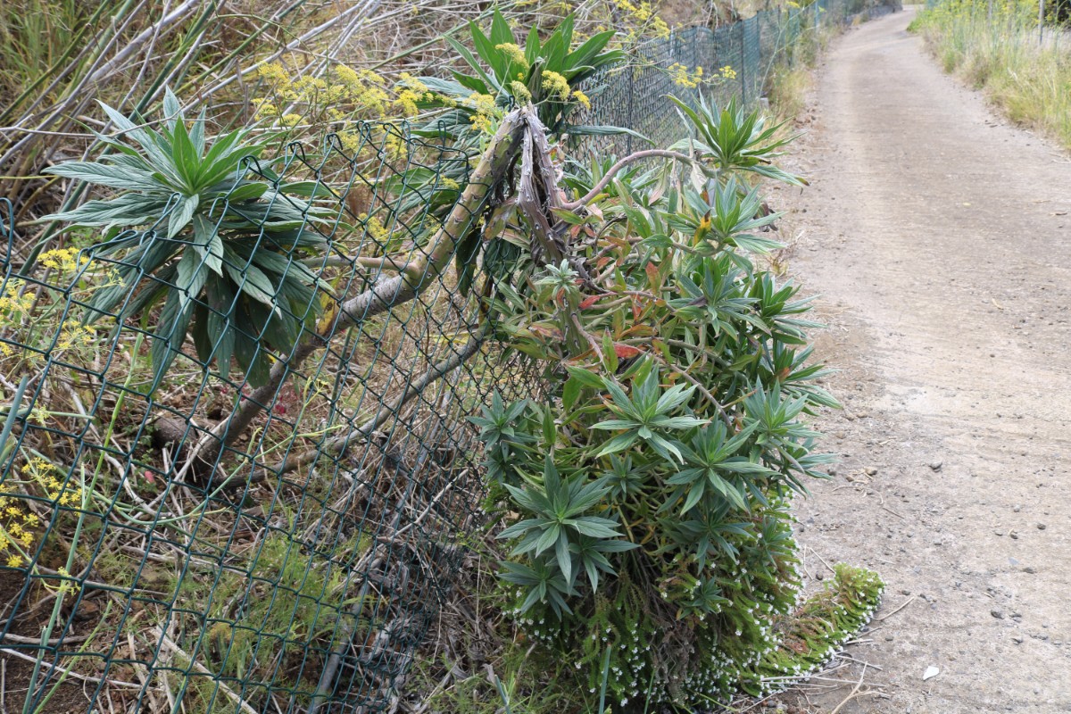 Echium Kleiner Monarch (3).JPG