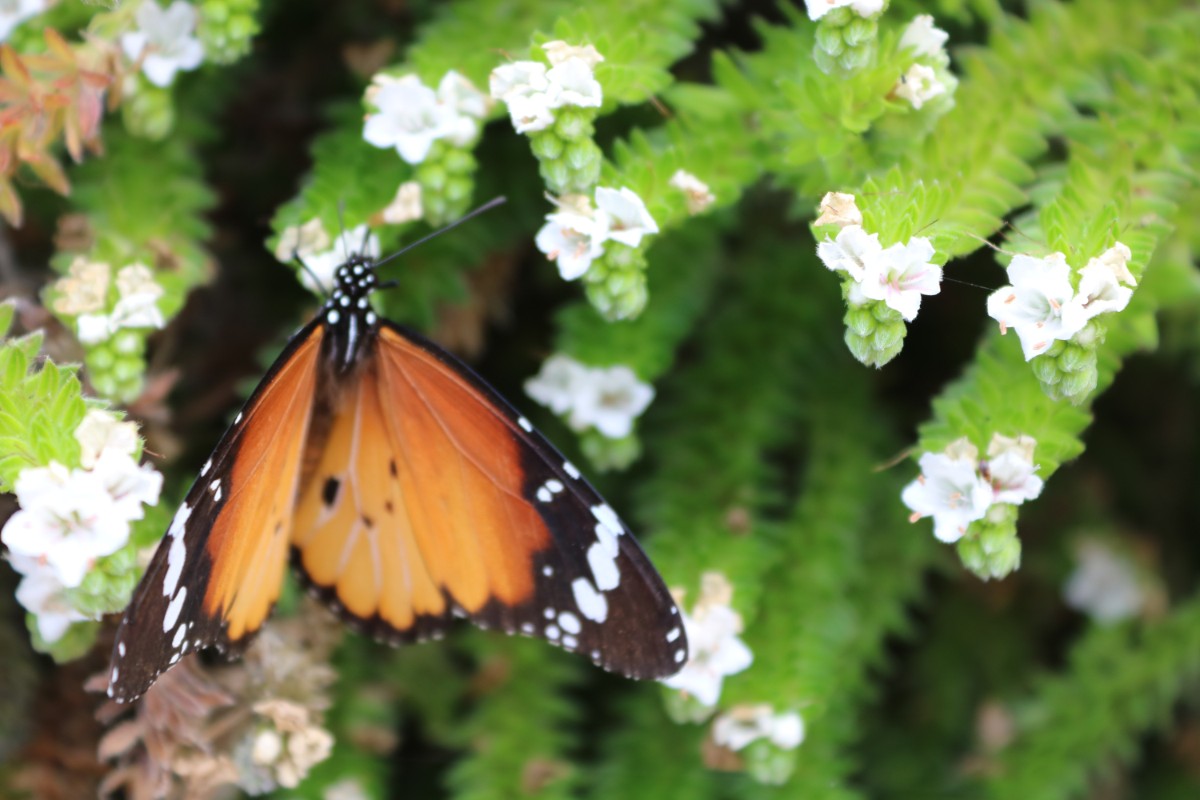 Echium Kleiner Monarch.JPG