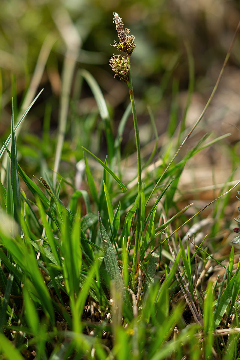 24_Carex pilulifera_0238.jpg