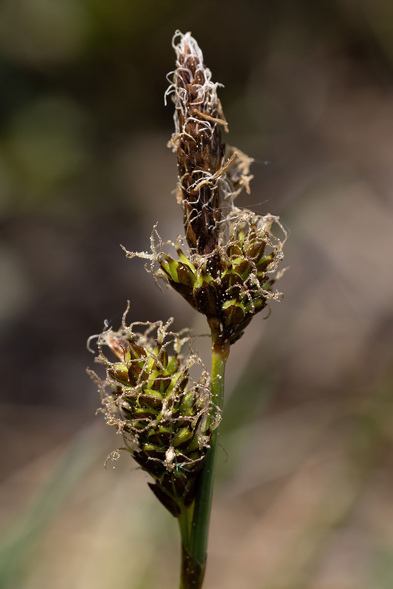 25_Carex pilulifera_1861.jpg