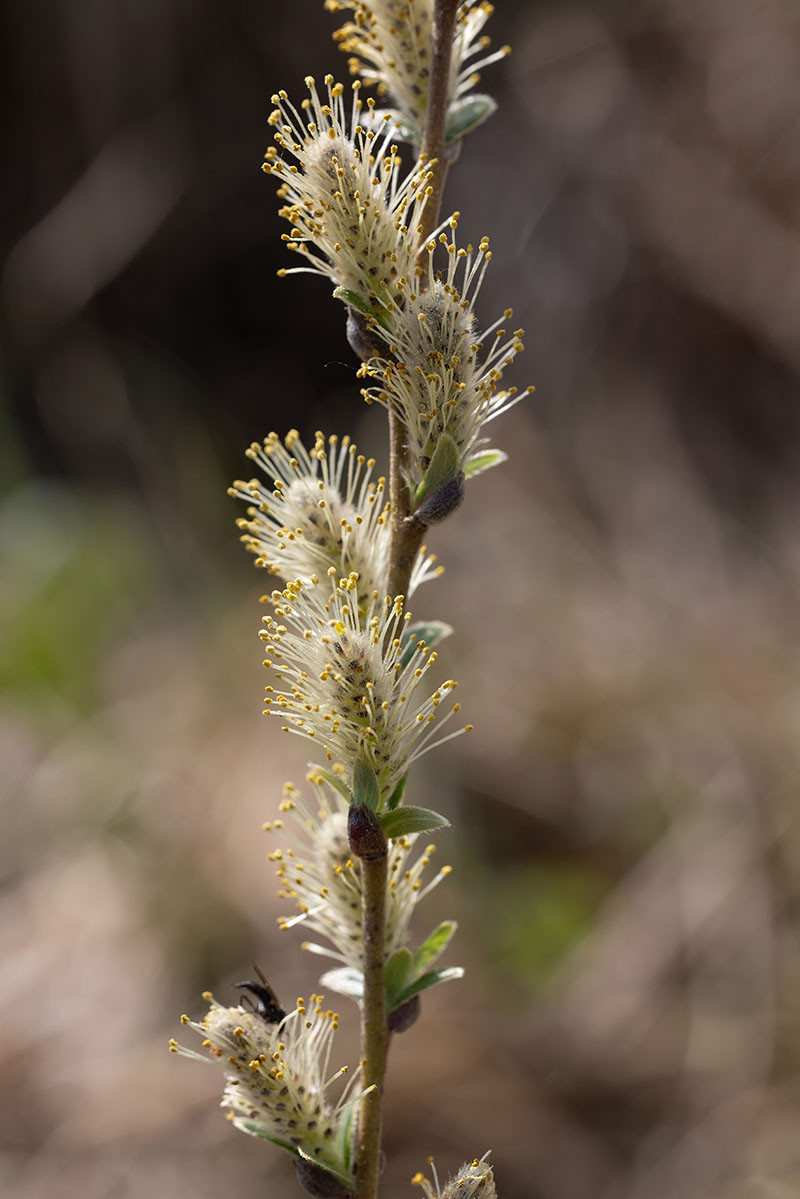 26_Salix repens_Kriech-Weide_1901.jpg