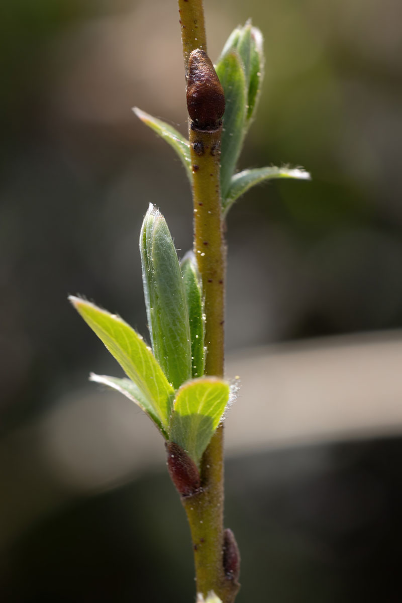 27_Salix repens_Kriech-Weide_1905.jpg