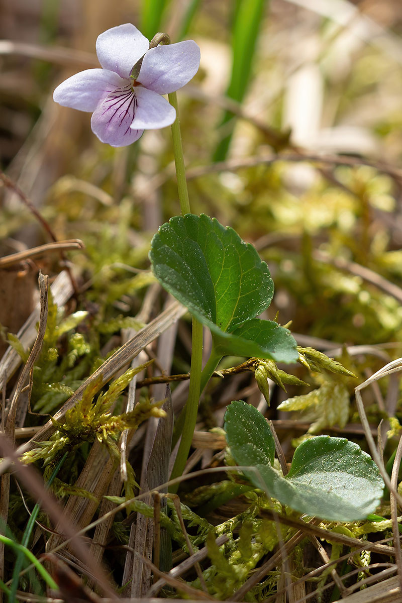 28_Viola palustris_0233.jpg