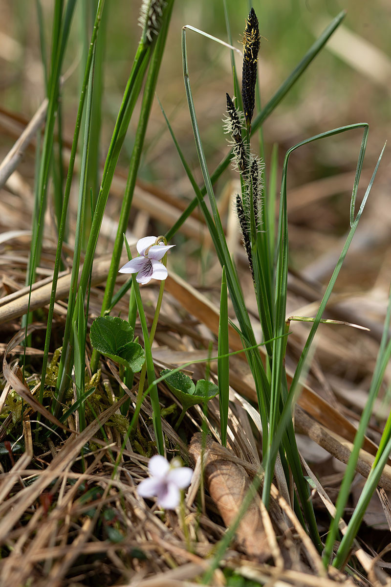29_Viola palustris_0236.jpg