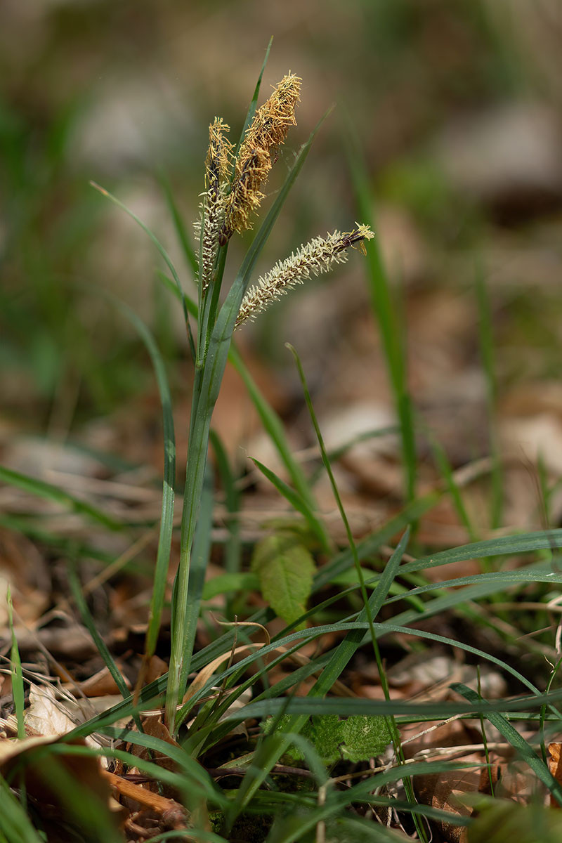 11_Carex flacca_0206.jpg