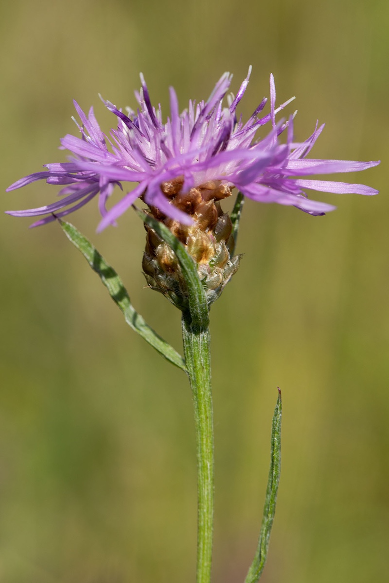 frage_centaurea pannonica_schmalblaettrige wiesenflockenblume_0020.jpg