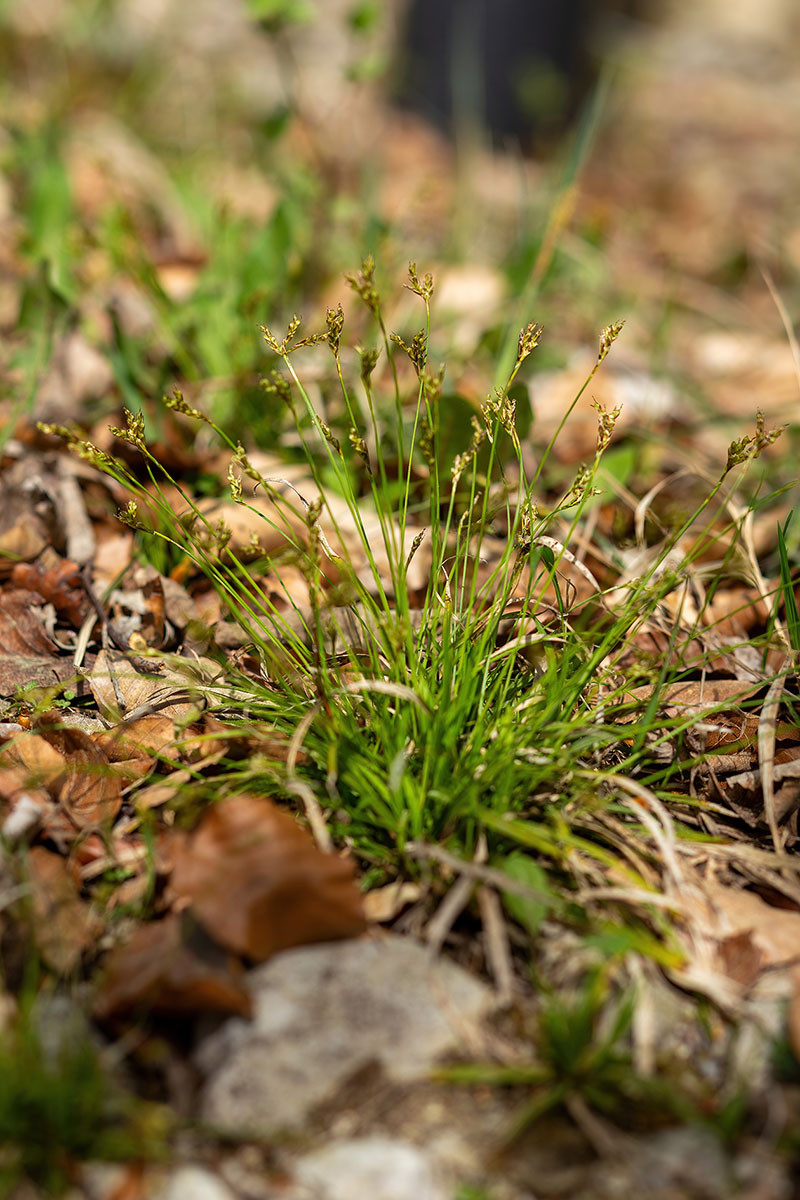 12_Carex ornithopoda_0213.jpg