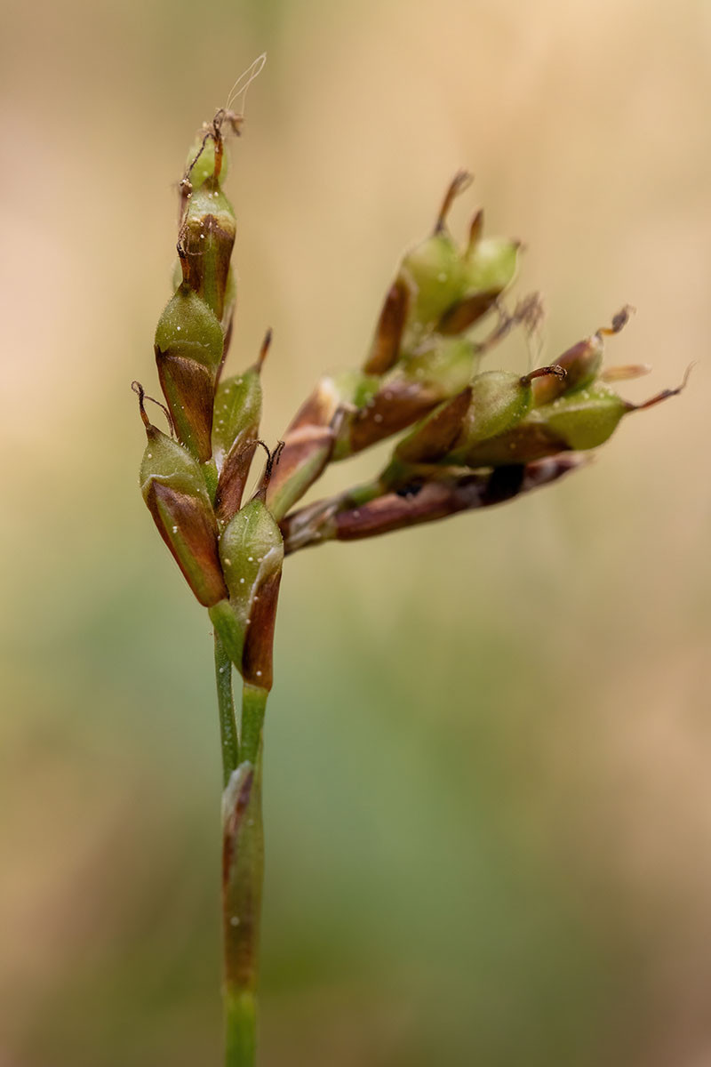 13_Carex ornithopoda_5UG1779.jpg