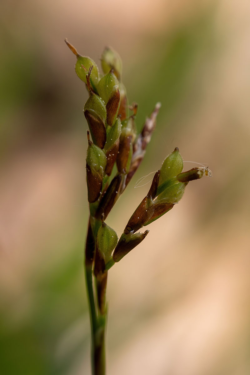 14_Carex ornithopoda_5UG1785.jpg