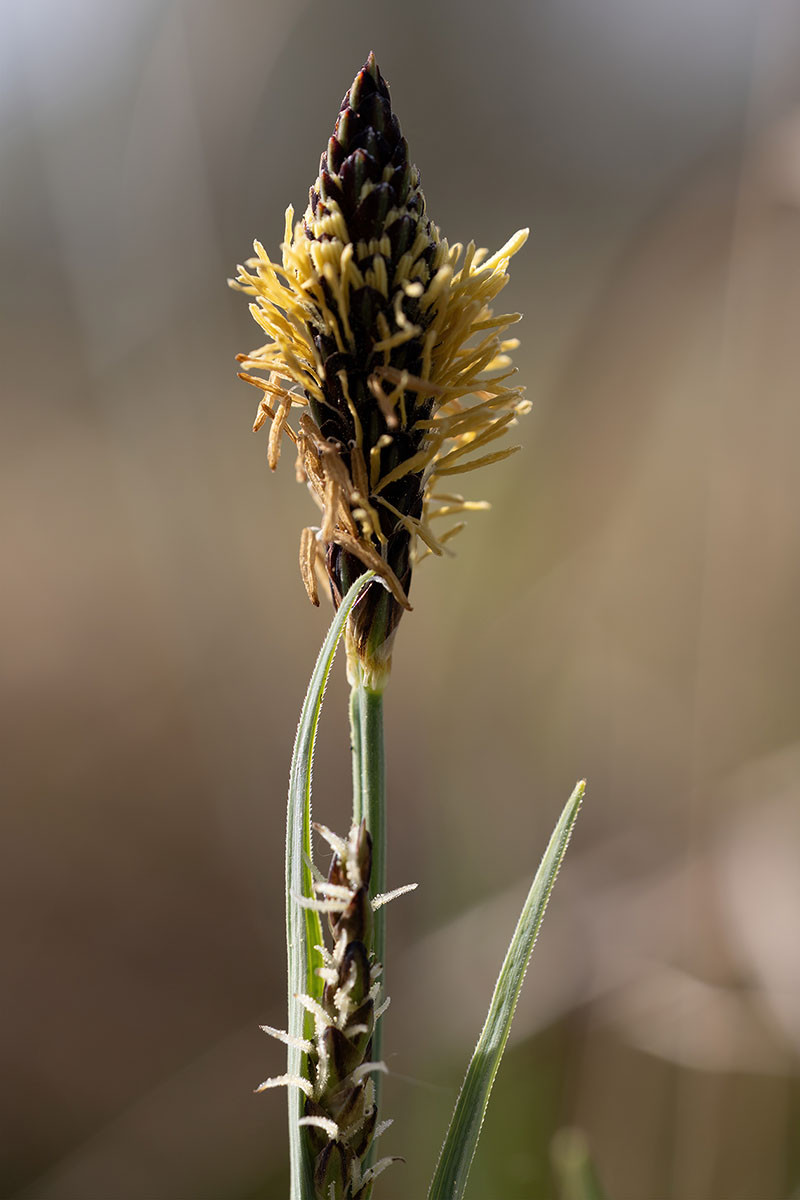 16_Carex buxbaumii_FRAGE_1873.jpg