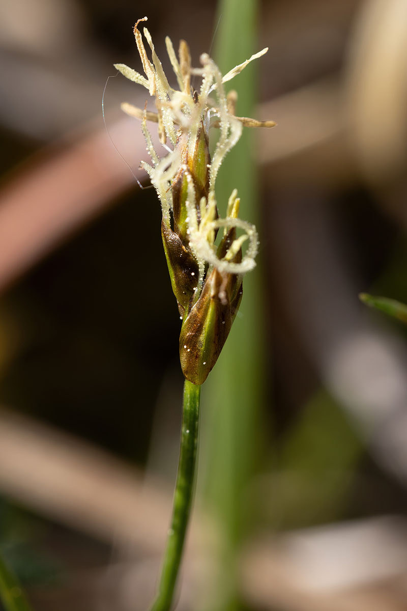 17_Carex chordorrhiza_1852.jpg