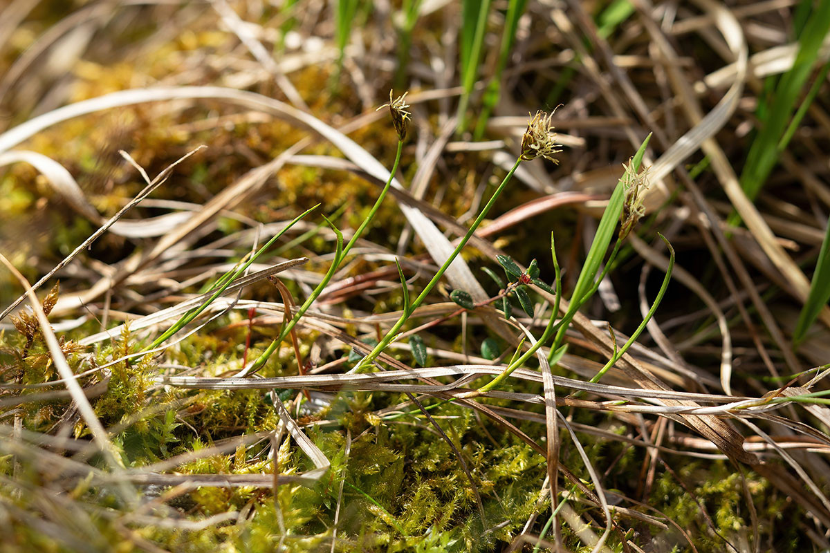 18_Carex chordorrhiza_1855.jpg