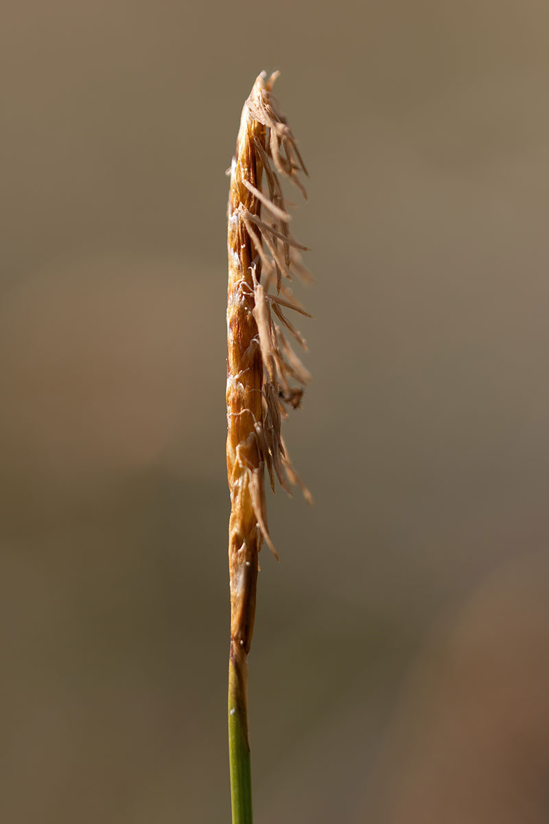 20_Carex davalliana_1883.jpg