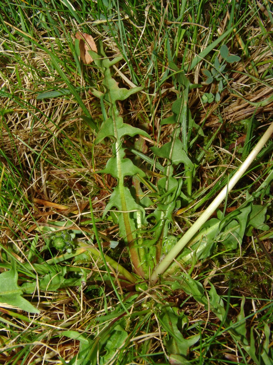 Taraxacum nordstedtii agg Celtica Messel Kernwiese G04.jpg