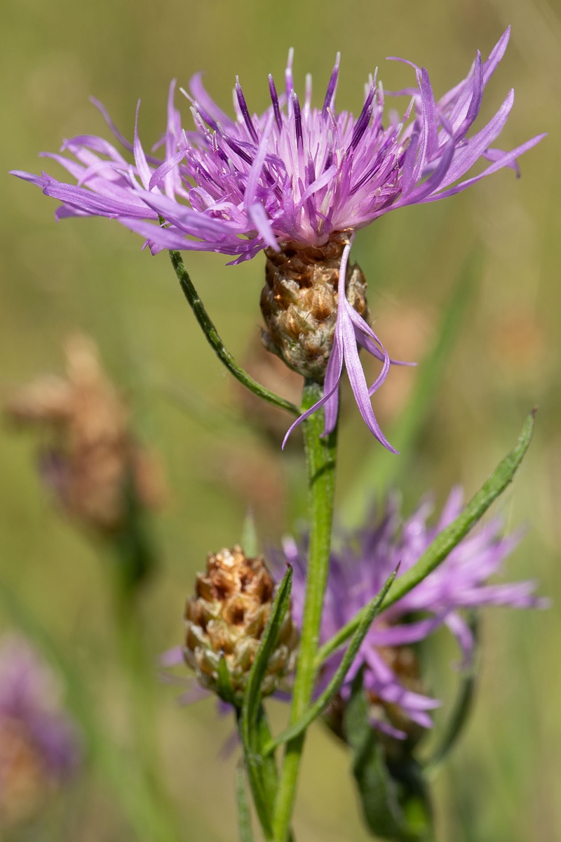 frage_centaurea pannonica_schmalblaettrige wiesenflockenblume_0021.jpg