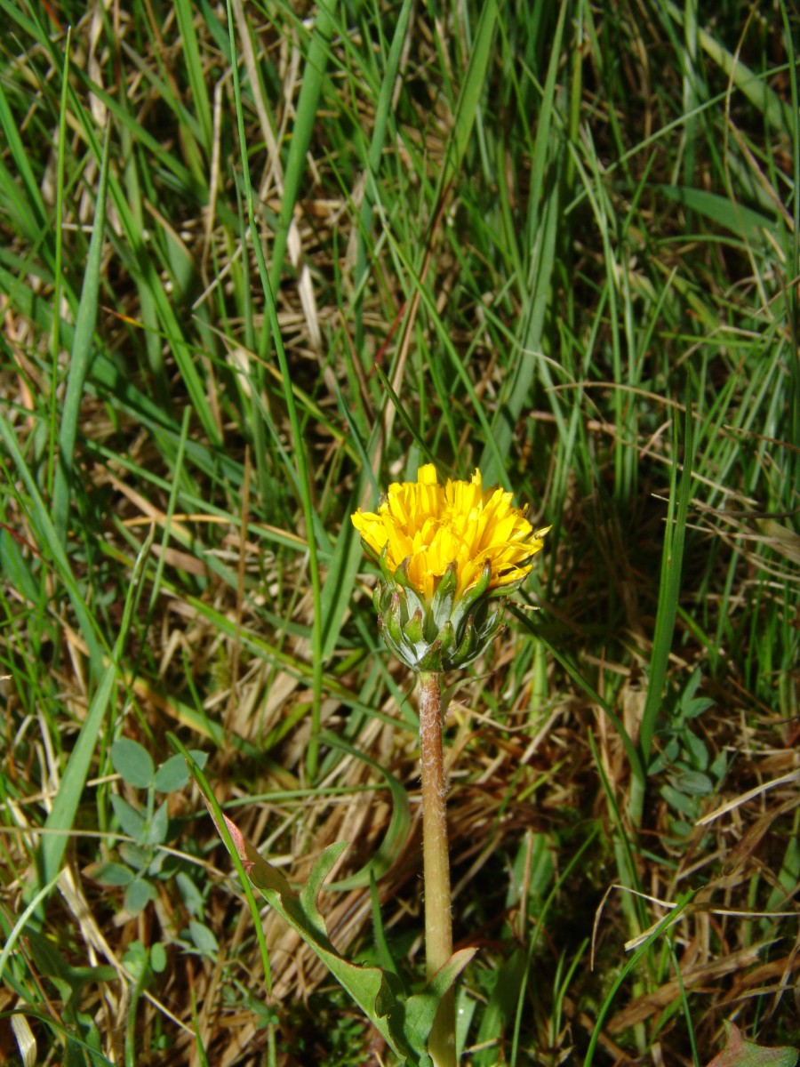 Taraxacum nordstedtii agg Celtica Messel Kernwiese G13.jpg