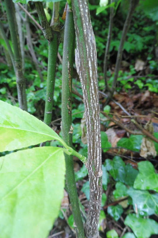 Euonymus latifolius Breitblättriges Pfaffenhütchen 5.JPG