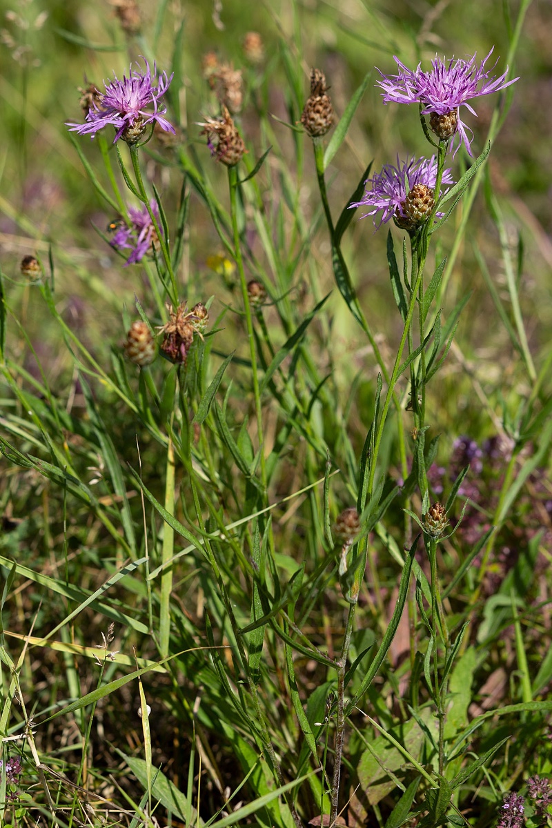 frage_centaurea pannonica_schmalblaettrige wiesenflockenblume_3931.jpg