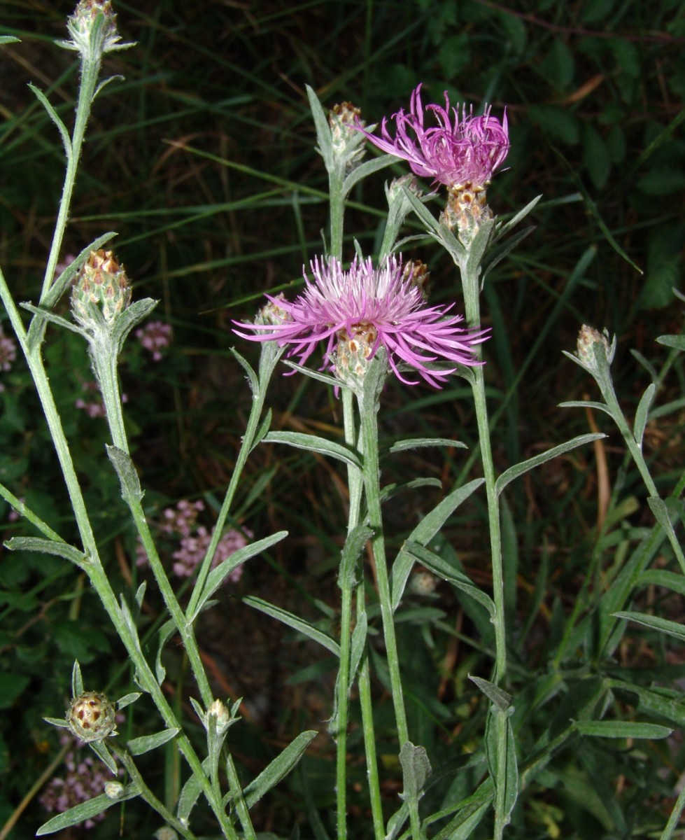 Centaurea pannonica SE Obergrombach Stöcklich G04.jpg