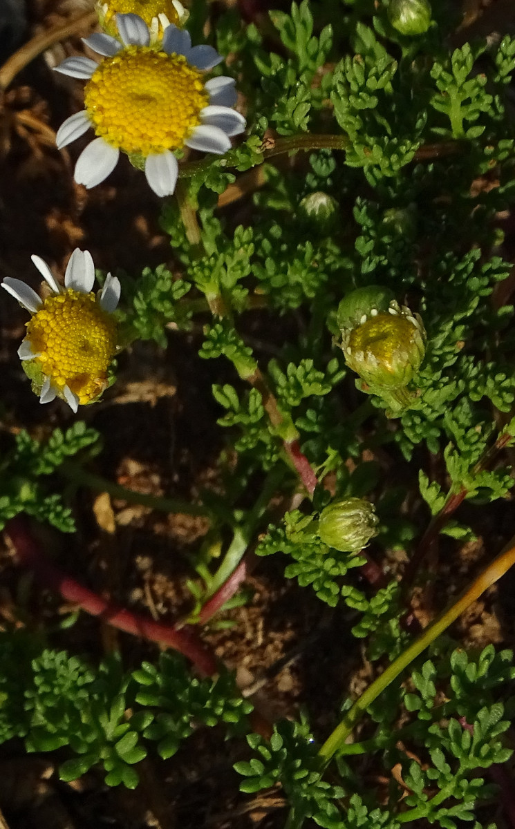 DSC00260a.jpg