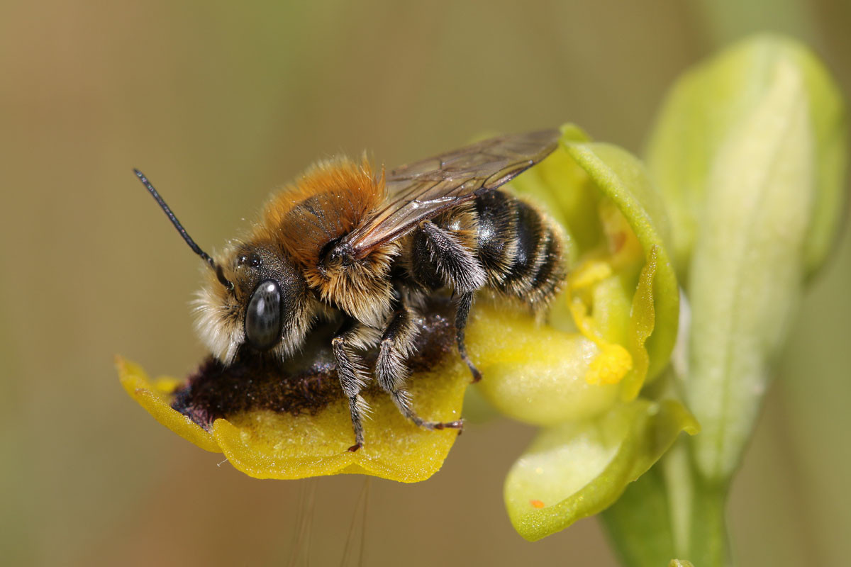 Osmia notata auf waagerecht gestellter Blüte, mit angehefteten Pollinien am Hinterleib