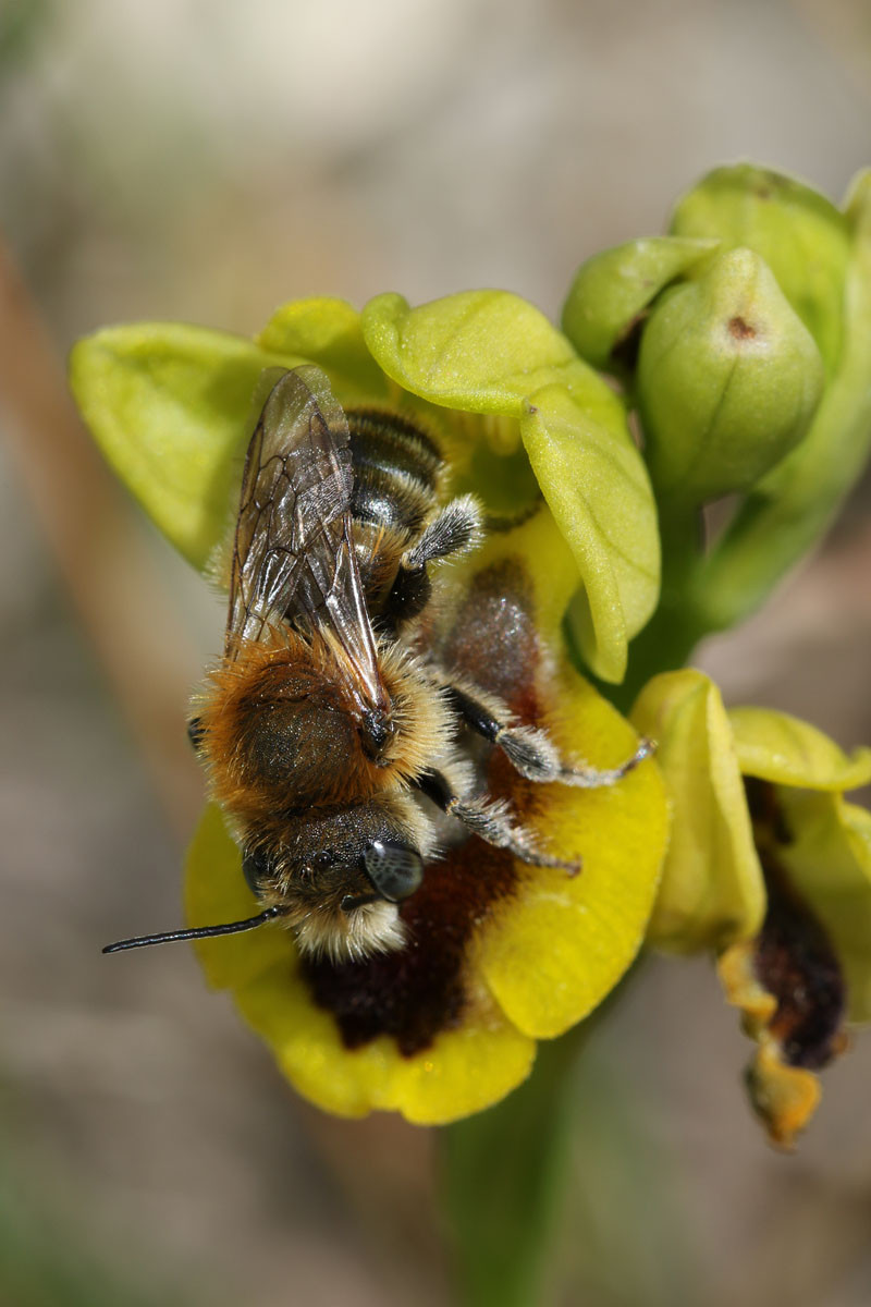 gleich Biene nach Abflug von obiger Pflanze auf Pflanze mit nach unten gericheteter Blüte. Offenbar ist die Stellung der Blüten bei der Bestäubung zweitrangig.