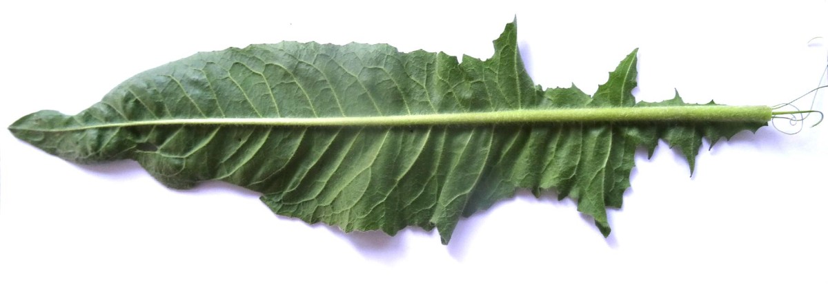 (6) Blatt von unten.JPG