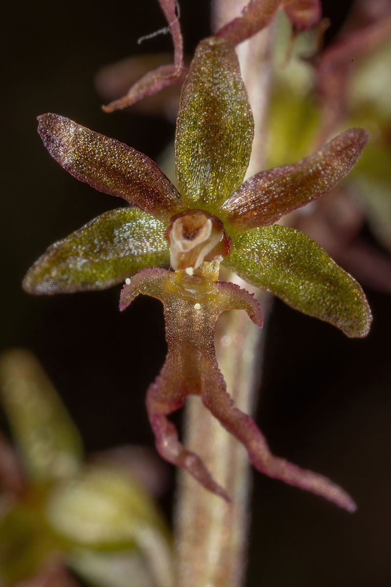 Listera cordata_02.jpg