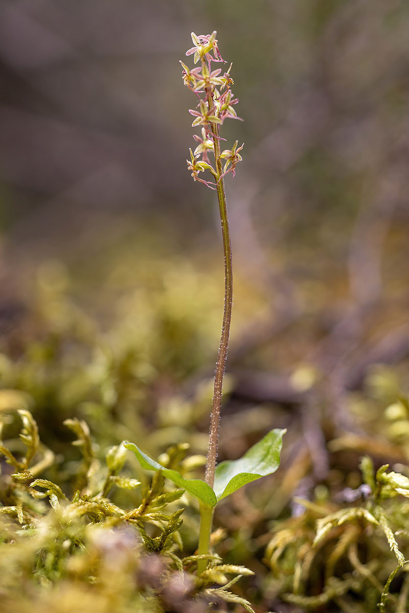 Listera cordata_03.jpg