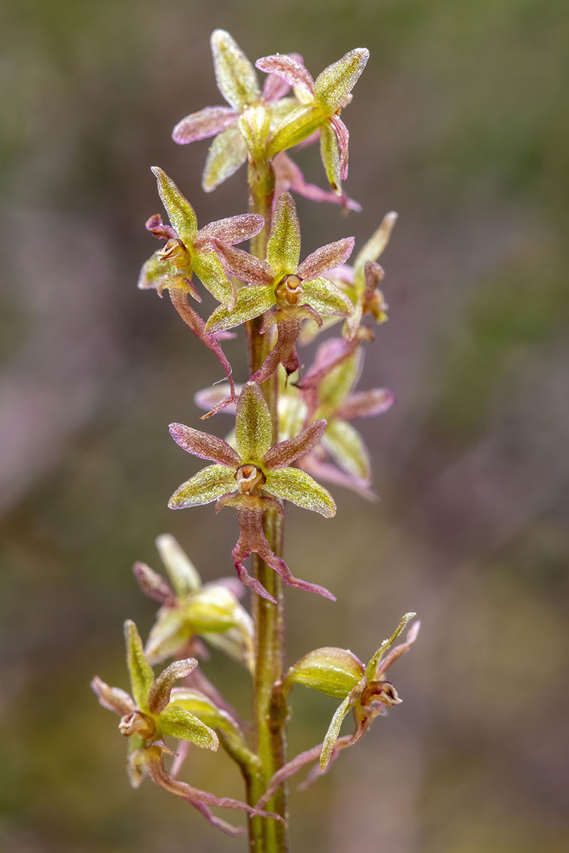 Listera cordata_04.jpg