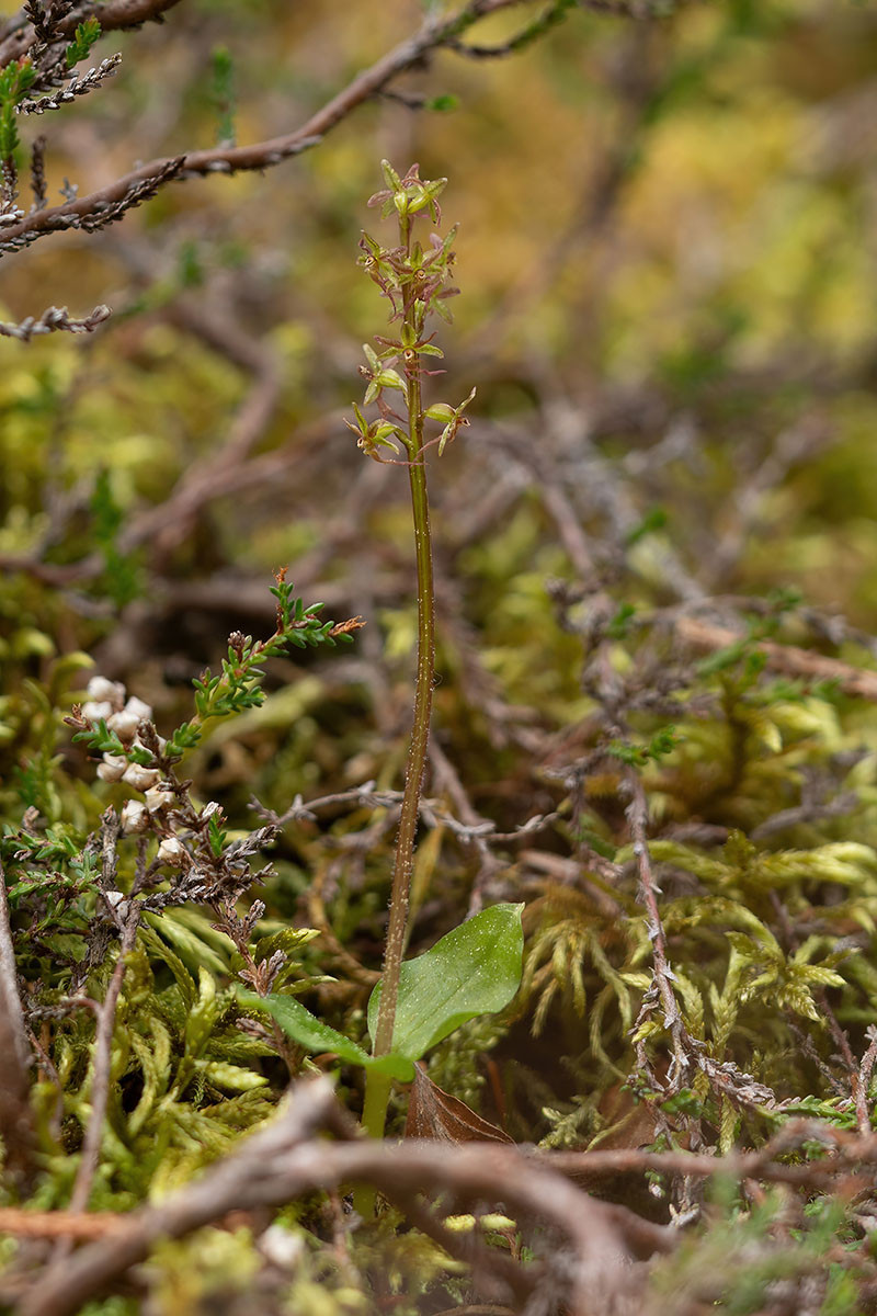 Listera cordata_05.jpg