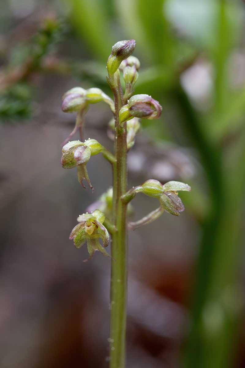 Exemplar mit frischen Blüten und Knospen; Pollenfächer sind noch voll, das Häutchen noch unten