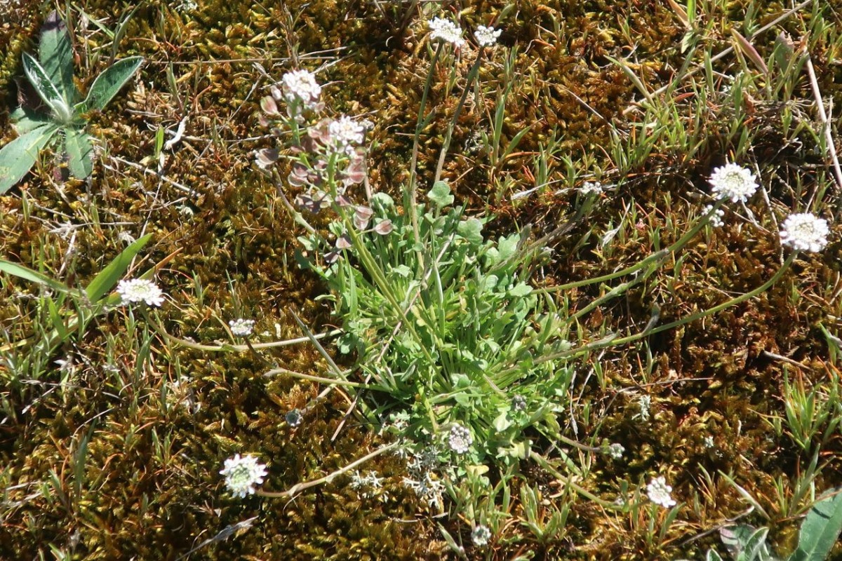 Teesdalia nudicaulis_Gimritz_2024-04-27.jpg