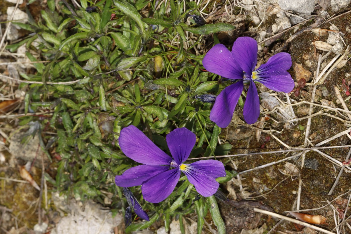 Viola lutea ssp guestfalica Blankenrode Bleikuhlen A01.jpg