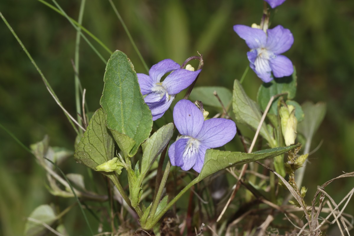 Viola stagnina blau Speyer Haderwiese A01.jpg