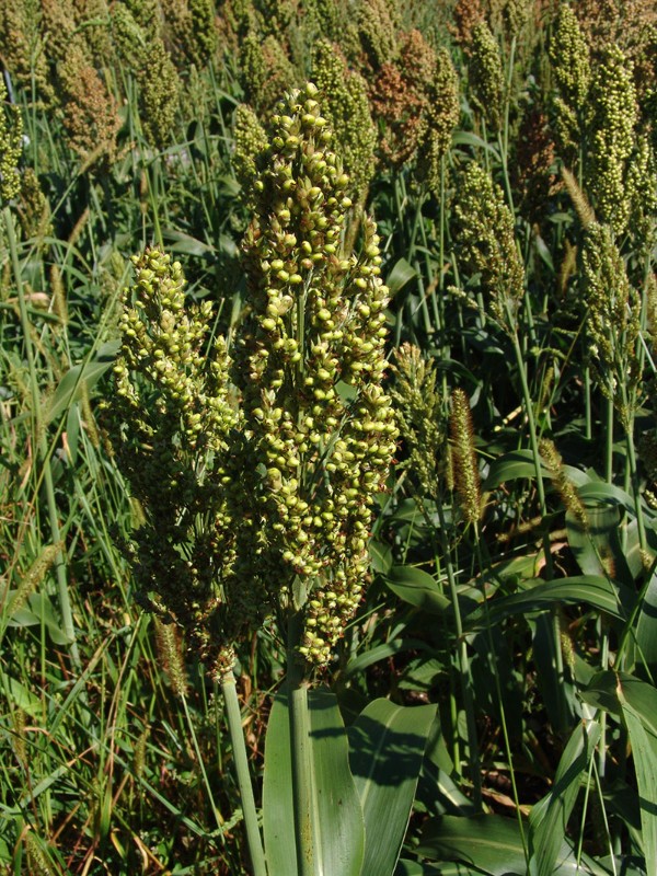 Sorghum bicolor Kultursippe Wyhl G4.jpg